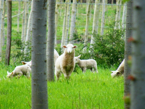 Política agraria común, cambio climático y los sistemas agroforestales