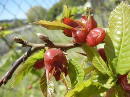 UXAFORES - Unidad de Gestión Ambiental y Forestal Sostenible